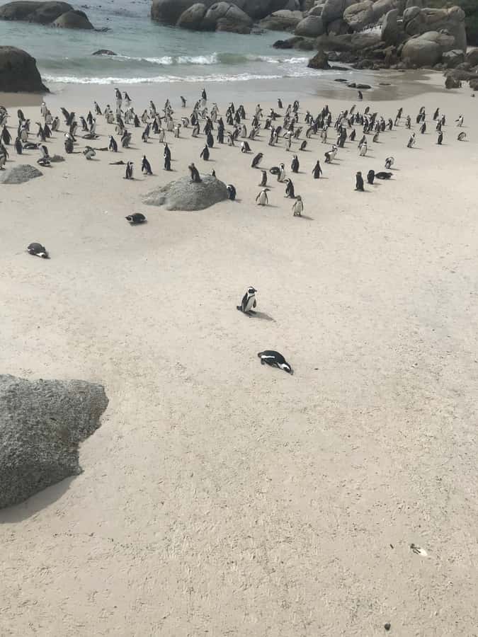 Cape Town: Peninsula Road Bike Tour - Boulders Beach Penguins: Why This Stop Is More Than a Photo Op