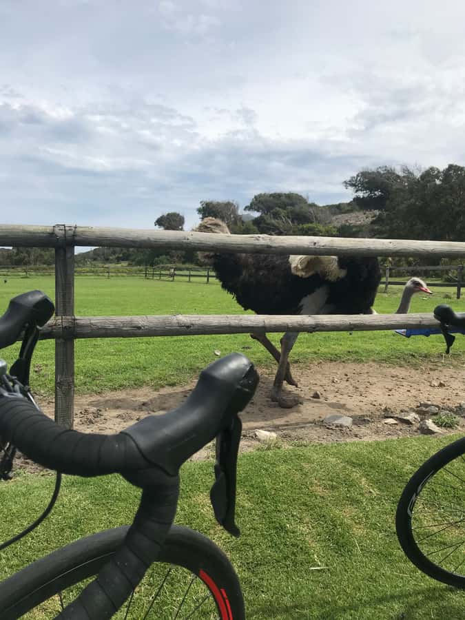 Cape Town: Peninsula Road Bike Tour - Ou Kaapse Weg, Steenberg, and Constantia Neck: The Second Half Gets Serious