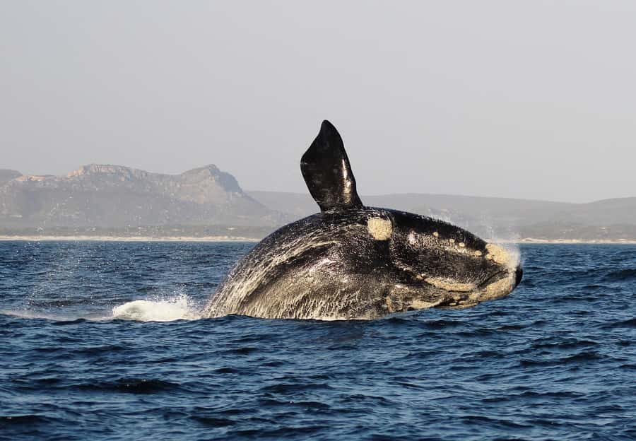 Cape Town: Premium Attractions City Pass with Bus Tour - Your one premium experience choice, how to pick without regret