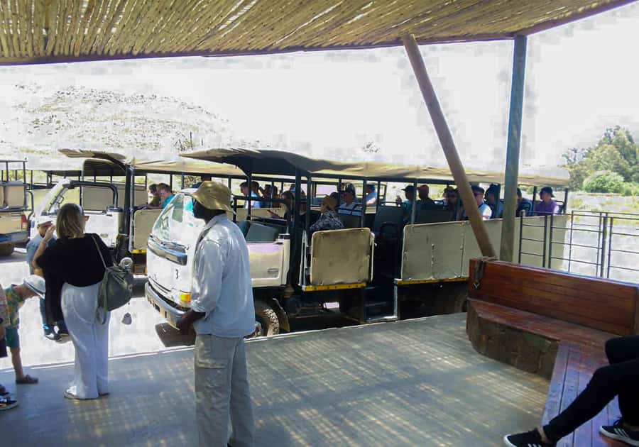 Cape Town: Private Aquila Reserve Safari with Winery Lunch - Key things to know before you go