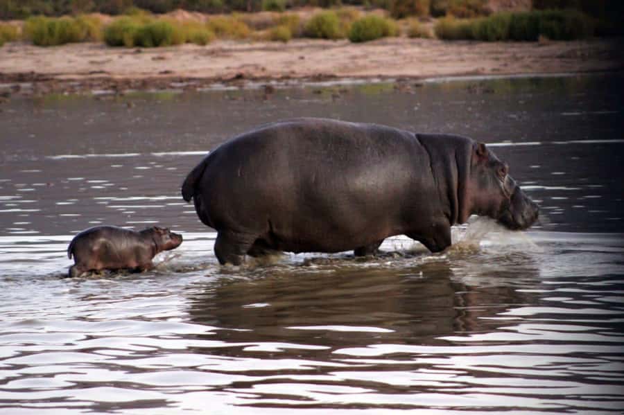 Cape Town: Private Aquila Reserve Safari with Winery Lunch - From Cape Town hotel pickup to Aquila, the day is long