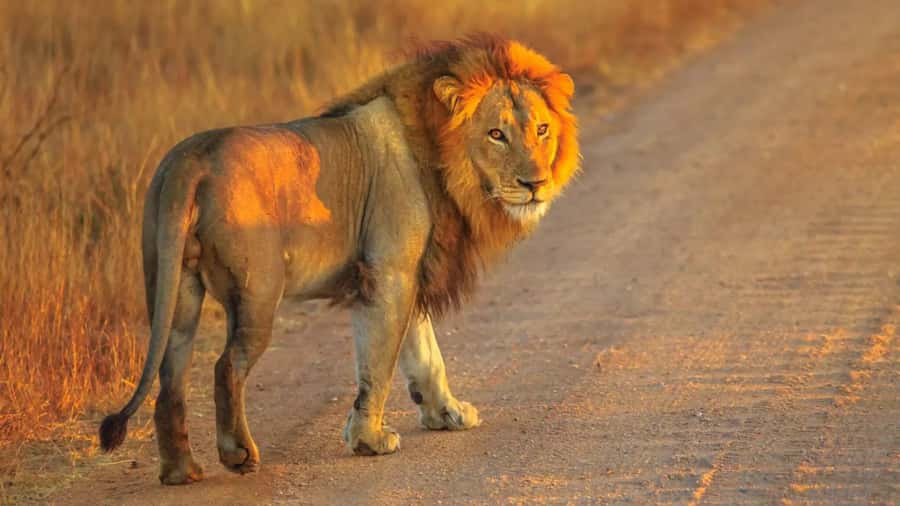Cape Town: Private Aquila Reserve Safari with Winery Lunch - The 4x4 game drive: your best shot at the Big Five