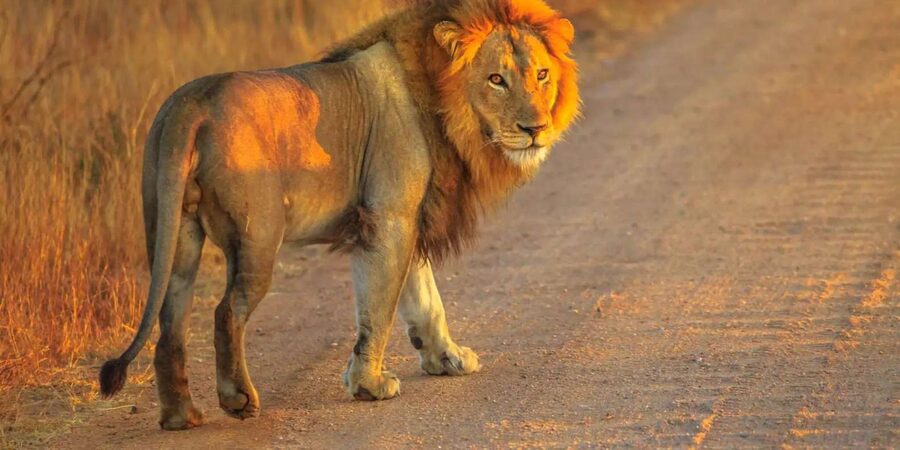 Cape Town: Private Aquila Reserve Safari with Winery Lunch - Wildlife spotting tips that actually help once you’re there