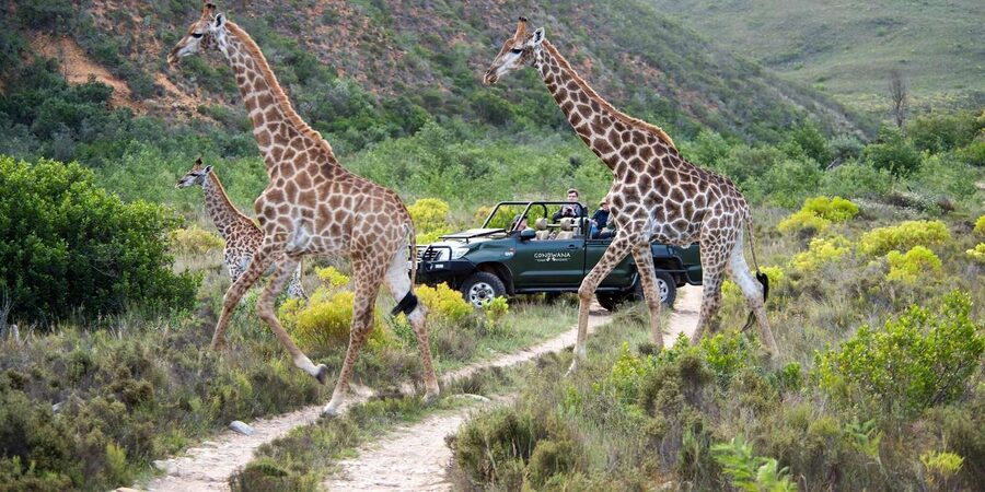 Cape Town: Private Aquila Reserve Safari with Winery Lunch - Lodge buffet lunch after the safari, plus a winery next