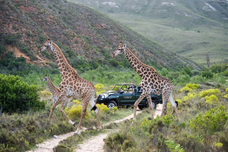 Cape Town: Private Aquila Reserve Safari with Winery Lunch - Price and value: what $185 really buys, and what costs extra