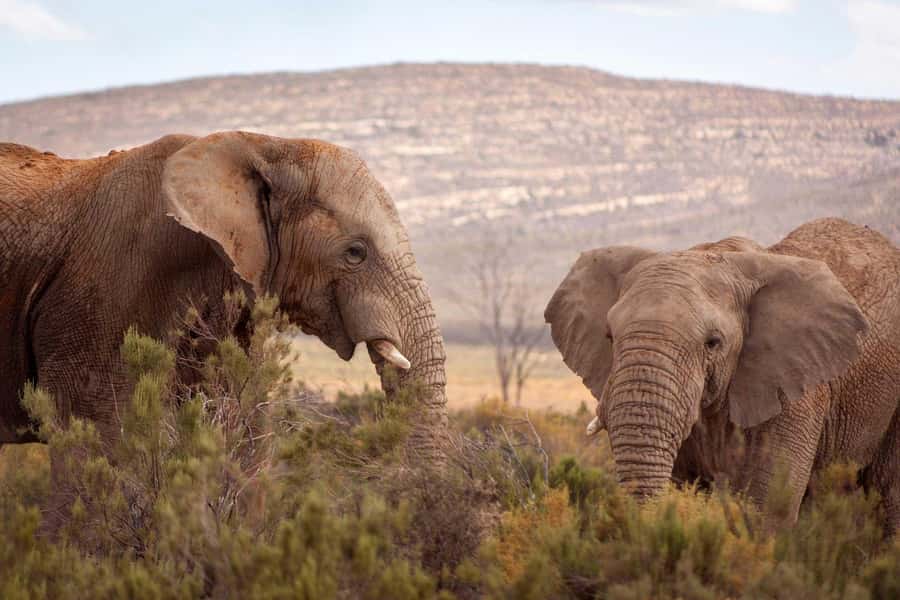Cape Town: Private Aquila Reserve Safari with Winery Lunch - Paying Aquila’s entrance fee: what it means for your budget