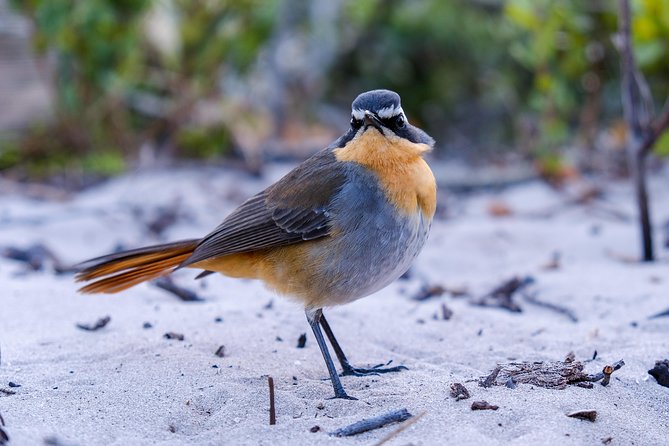 Cape Town Private Birding Tour - What makes this Cape Peninsula birding day different