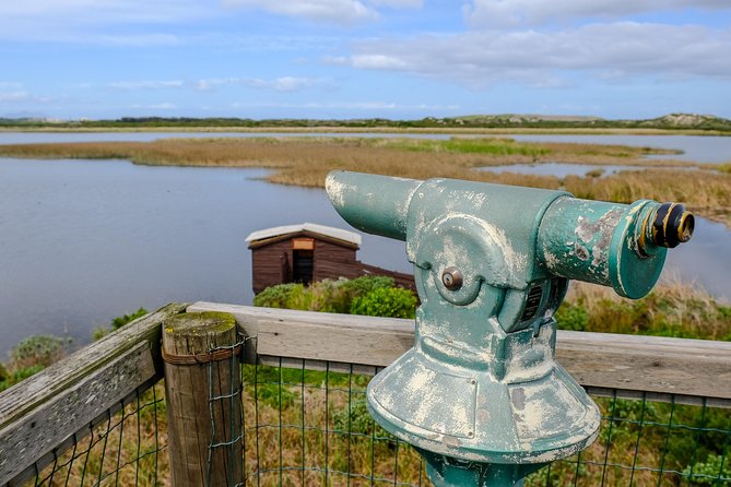Cape Town Private Birding Tour - Rondevlei Nature Reserve: wetland birding on the Cape Flats