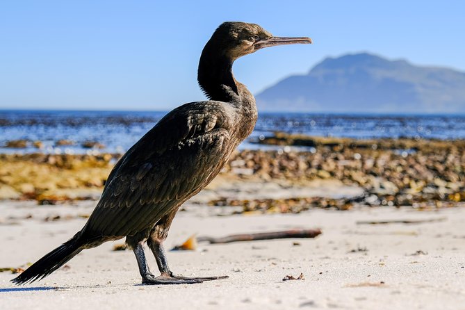 Cape Town Private Birding Tour - Strandfontein Sewage Works: why the strangest name is part of the best birding