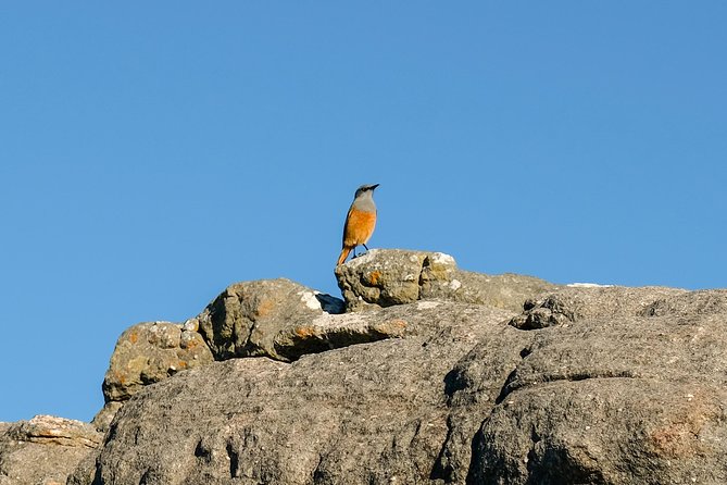 Cape Town Private Birding Tour - Boulders Beach Penguin Colony: African penguins, Table Mountain National Park gates, and timing