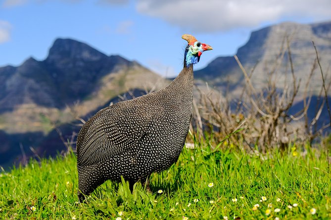 Cape Town Private Birding Tour - Silvermine Dam at the end: an optional fynbos finale if you have time