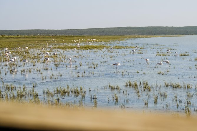 Cape Town Private Birding Tour - Price and logistics: what $115.45 gets you, and what costs extra