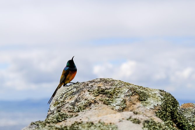 Cape Town Private Birding Tour - Kirstenbosch National Botanical Garden: sunbirds, forest birds, and owls