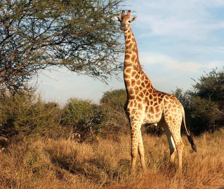 Cape town: Private Full-day Big 5 Aquila Game Reserve Tour - Practical details that make the day smoother