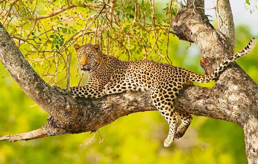 Cape town: Private Full-day Big 5 Aquila Game Reserve Tour - The 4x4 Big 5 game drive: what you’re aiming to see
