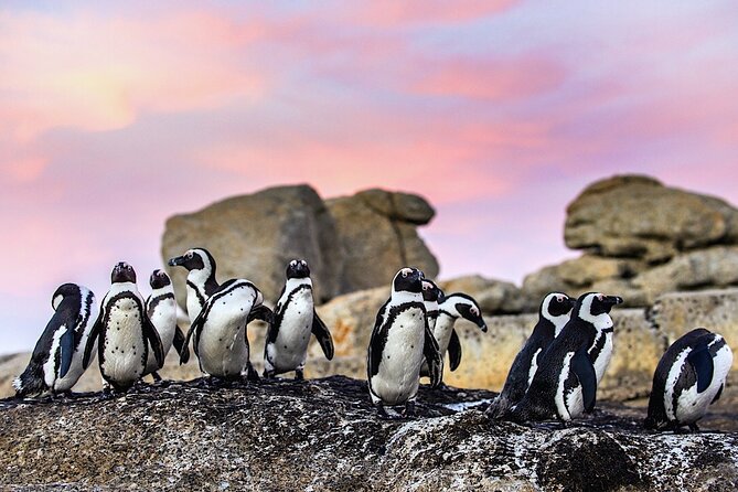 Cape Town Private Group Tour to Cape of Good Hope and Boulders Penguins Colony - Camps Bay and Chapman’s Peak, where the views do the talking