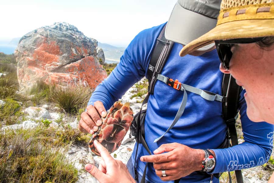 Cape Town Private Guided Table Mountain Hikes - Key things I’d bet you’ll care about