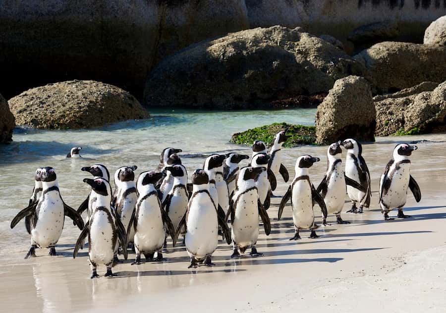 Cape Town Private Tour to Cape Of Good Hope and the Penguins - St James Beach Cabanas: A Colourful Finale