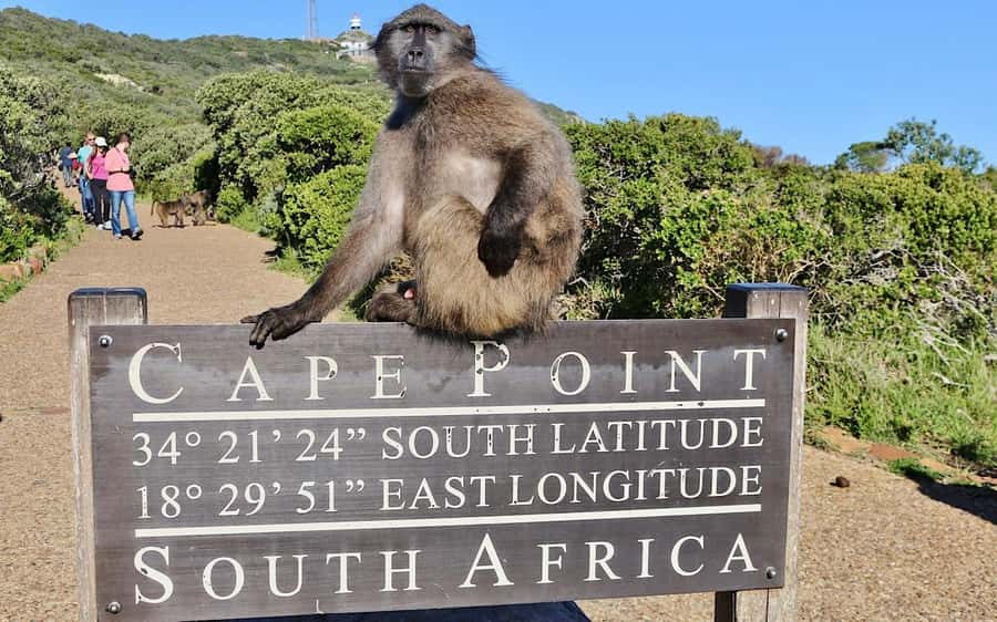 Cape Town Private Tour to Cape Of Good Hope and the Penguins - How This Private Tour Works in Real Life