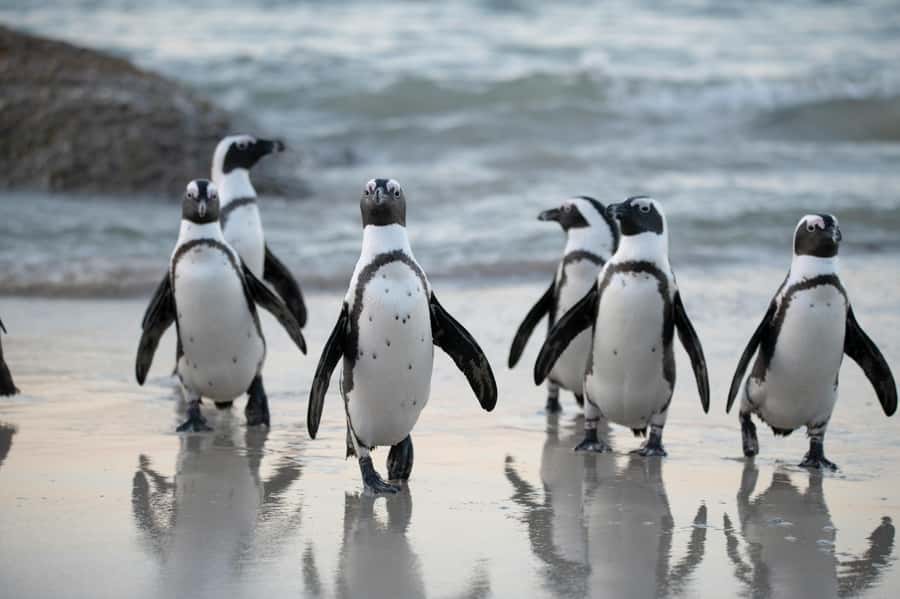Cape Town: Private Tour with Customizable Itinerary - Key points to know before you go