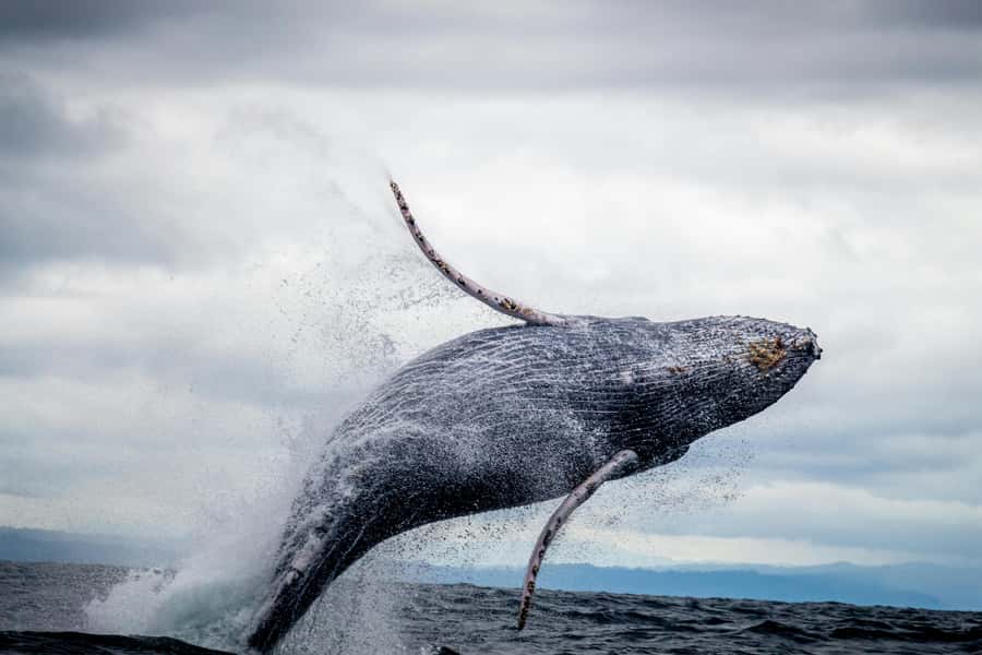 Cape Town: Private Tour with Customizable Itinerary - How the private setup changes your Cape Town day