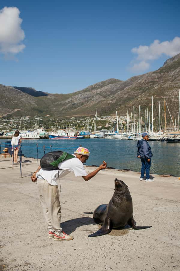 Cape Town: Private Tour with Customizable Itinerary - Big-ticket wildlife and Garden Route options, choose what fits your comfort level