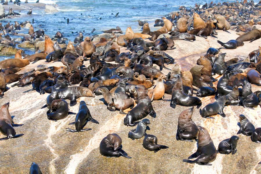 Cape Town: Robben Island Ferry Ticket and Townships Tour - Shebeens, homemade beer, and meeting a traditional healer