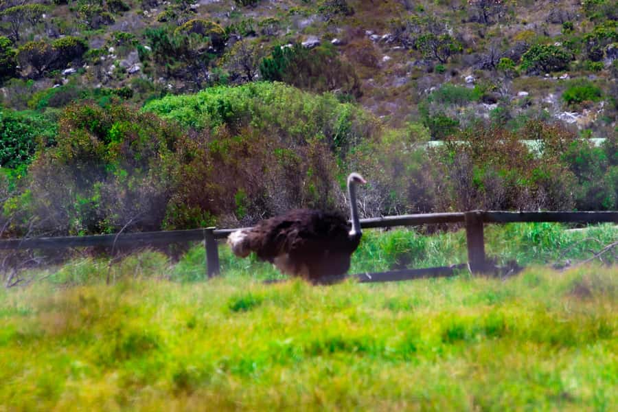 Cape Town's Best: Cape Point & Boulders Beach Group Tour - Hout Bay: the seal option and why timing matters