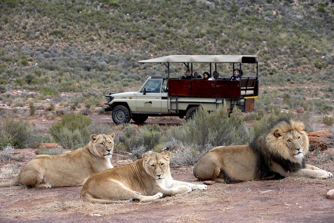 Cape Town Safari Big 5 experience all inclusive - Key things I’d note before you go