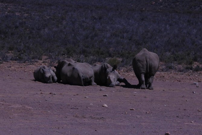 Cape Town Safari Big 5 experience all inclusive - Private transfer plus an early start that keeps the day on track