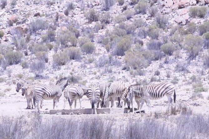 Cape Town Safari Big 5 experience all inclusive - Big Five wording versus the actual species you will track at Aquila