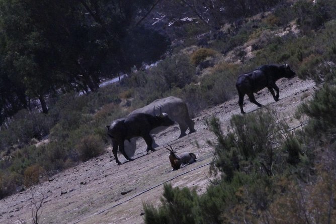 Cape Town Safari Big 5 experience all inclusive - Breakfast, main game drive, and lunch within a 5 to 7 hour timeline
