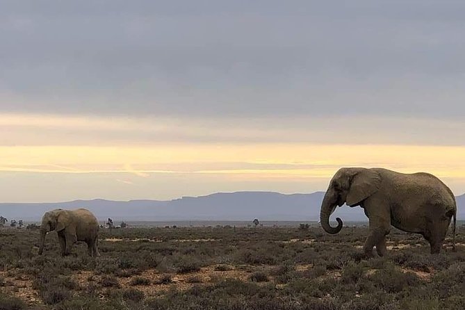 Cape Town Safari Transfers - Key highlights I think you will care about