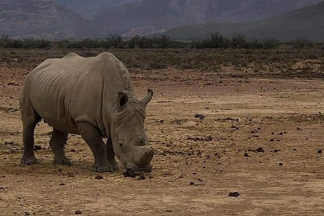 Cape Town Safari Transfers - What you gain at the reserve, without the transfer hassle