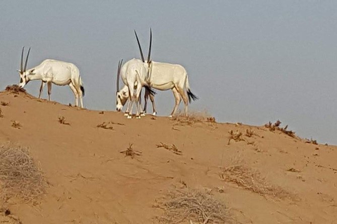 Cape Town Safari Transfers - Price and value: what $142.37 covers, and what to plan for