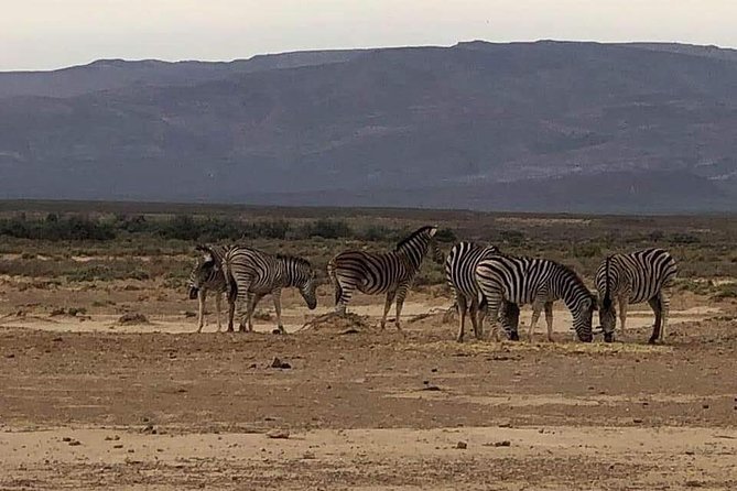 Cape Town Safari Transfers - Who this transfer suits best, and who should think twice