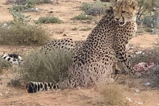 Cape Town Safari Transfers - Getting to Aquila Private Game Reserve from Cape Town, step by step