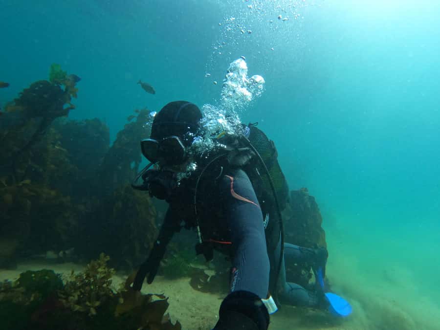 Cape Town: Scuba Diving Experience for Beginners - Underwater experience around Cape Town’s wildlife and kelp forests