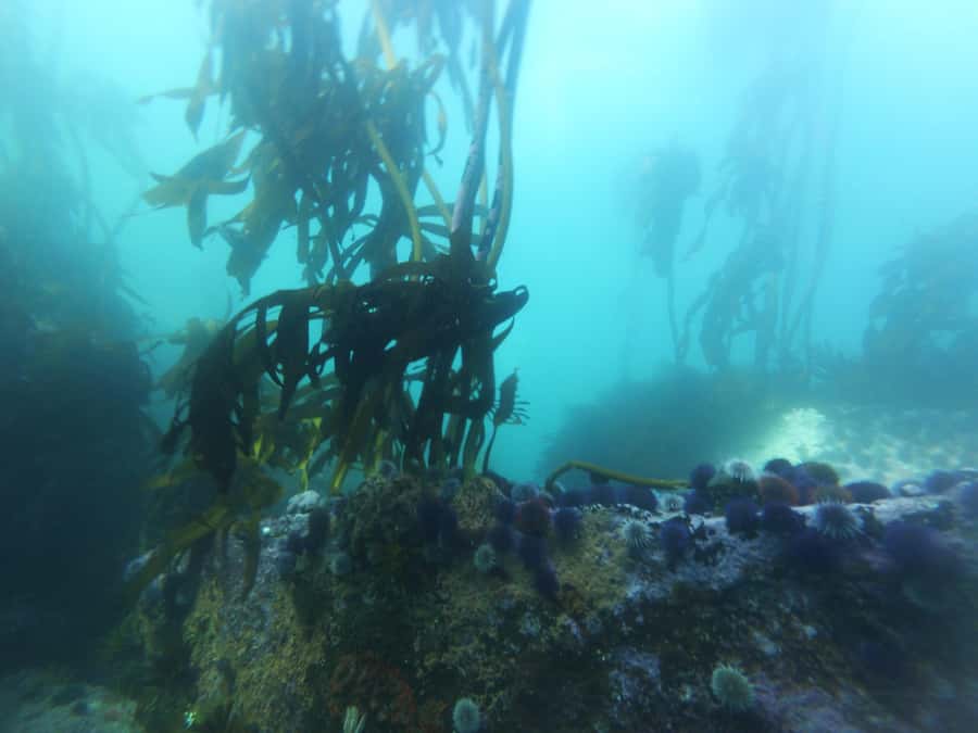 Cape Town: Scuba Diving Experience for Beginners - Instructor style: calm coaching that keeps you from overthinking