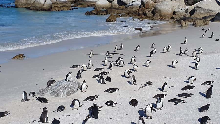 Cape Town: Seal Island, Cape of Good Hope& Penguins Private - Key highlights worth planning around