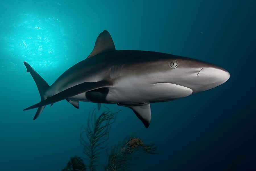 Cape Town: Shark Cage Dive - Key things that make this experience work