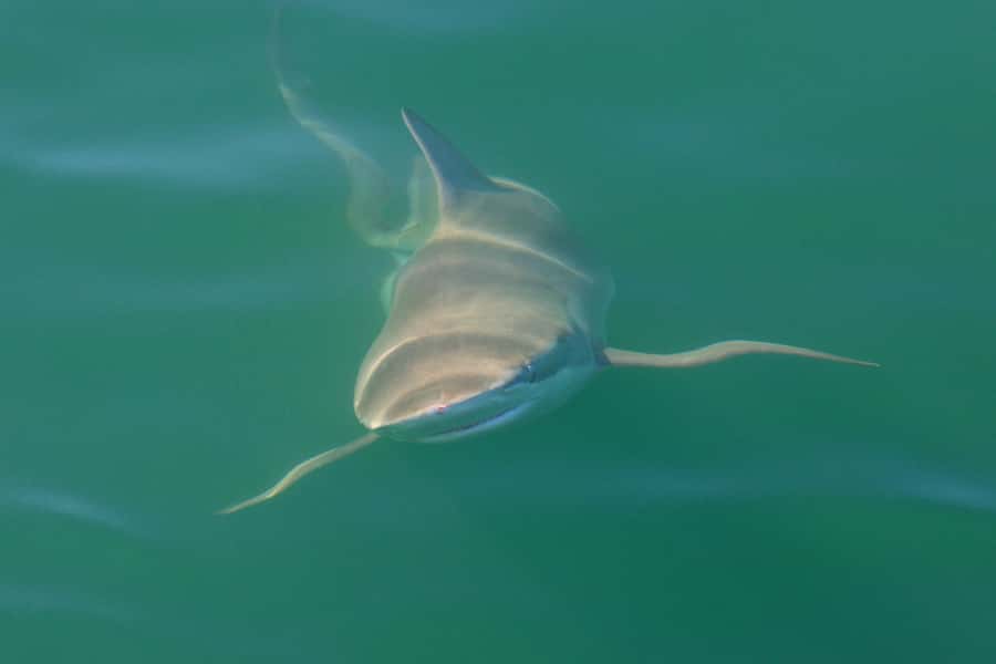 Cape Town: Shark Cage Dive - False Bay runs from Simon’s Town, not from far-off nowhere