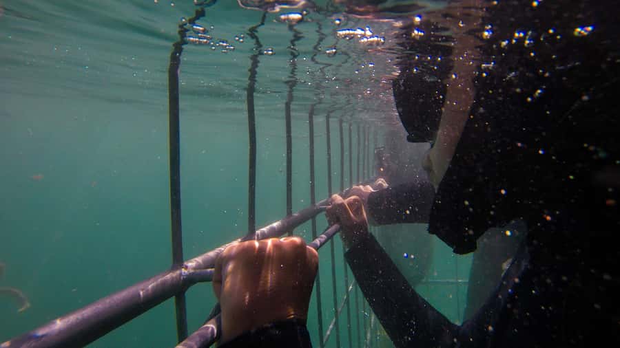 Cape Town: Shark Cage Dive - What the in-cage setup is really like