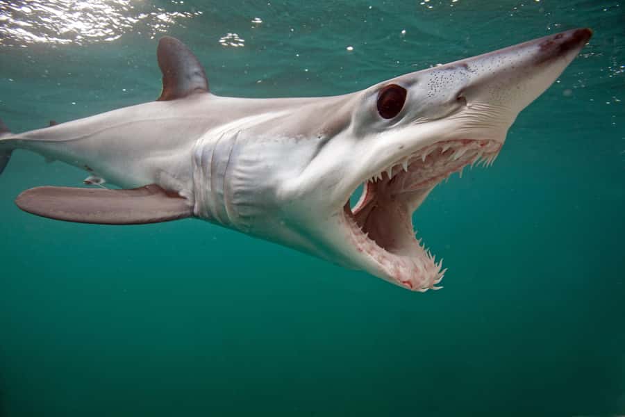Cape Town: Shark Cage Dive - Who this is best for, and who should think twice