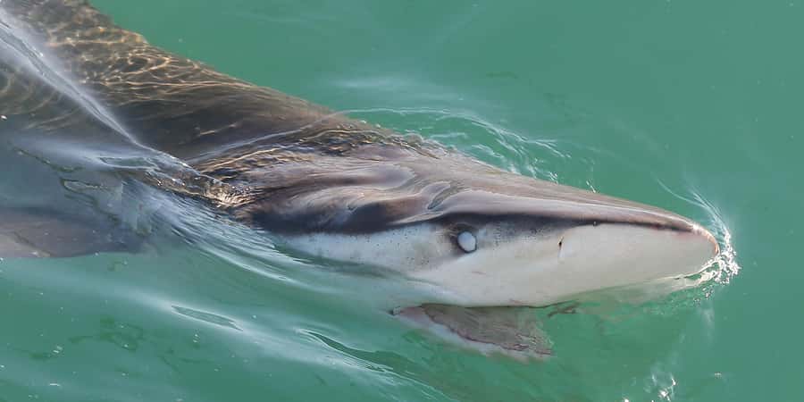 Cape Town: Shark Cage Dive - The 3-hour rhythm on the water (and why the schedule is flexible)