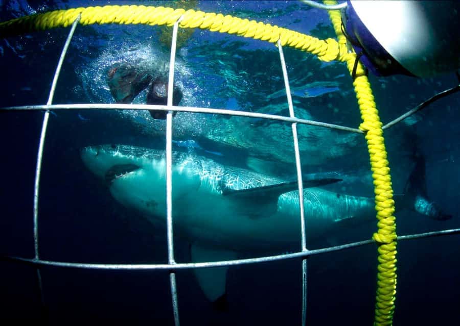 Cape Town: Shark Cage Diving Tour (with Breakfast & Lunch) - The small details that make this tour worth your time