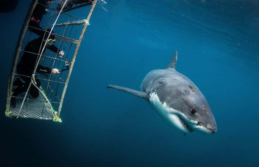 Cape Town: Shark Cage Diving Tour (with Breakfast & Lunch) - Arrival in Gansbaai: breakfast, safety briefing, and getting ready for the boat