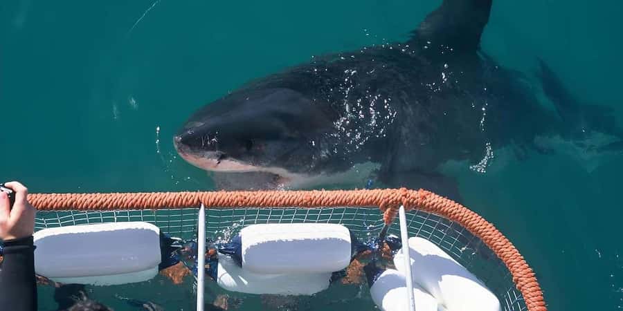 Cape Town: Shark Cage Diving Tour (with Breakfast & Lunch) - Shark Alley anchoring: seals, birds, and Southern Right Whales in season