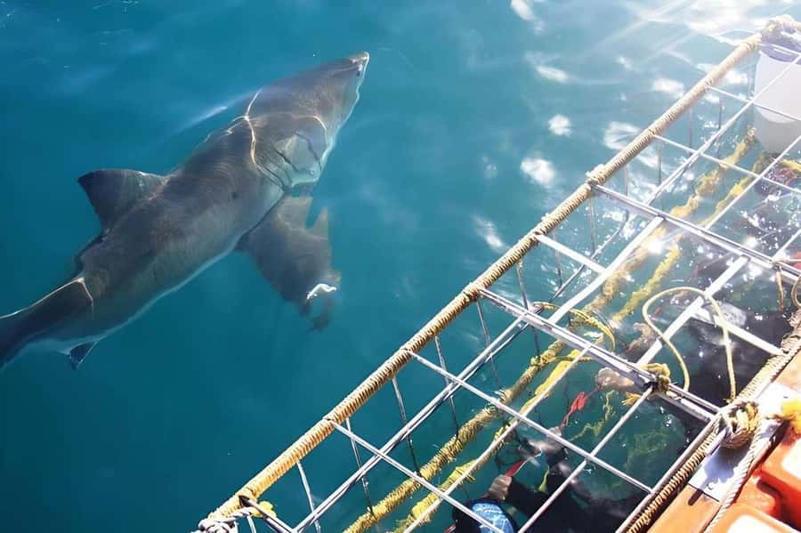 Cape Town: Shark Cage Diving Tour (with Breakfast & Lunch) - Gear up and time in the cage: your 10 to 30 minutes face to face