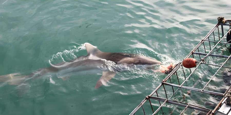 Cape Town: Shark Cage Diving Tour (with Breakfast & Lunch) - Price and value: why $278 makes sense when you count what’s included